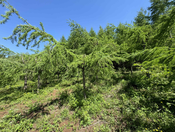 矮化密植促结实 吉林五道沟国家良种基地探索日本落叶松种子生产新路径