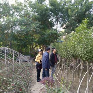 七里河区农林局深入企业办理林木种子生产经营许可证，助力林木种子生产