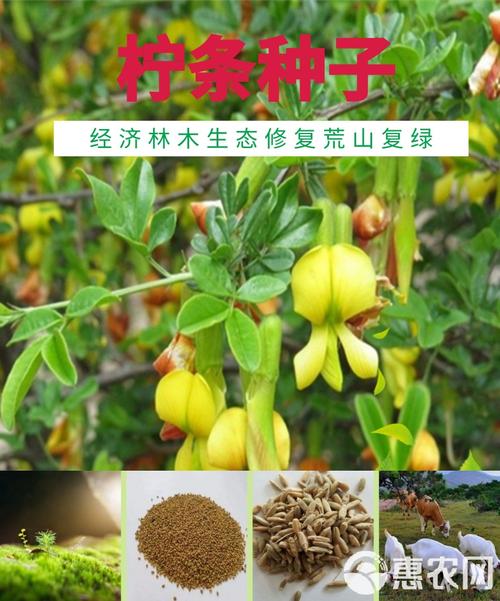 柠条种子在生态修复与护坡绿化中的应用价值